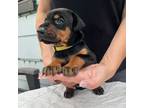 Doberman Pinscher Puppy for sale in Newton, NC, USA