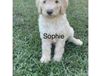 Sophie F1B Golden Doodle