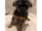 Chorkie Puppy for sale in Fredericksburg, VA, USA