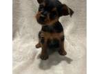 Chorkie Puppy for sale in Fredericksburg, VA, USA