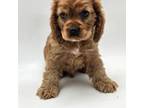 Cocker Spaniel Puppy for sale in Forney, TX, USA