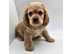 Cocker Spaniel Puppy for sale in Forney, TX, USA