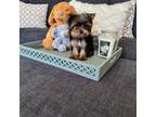Yorkshire Terrier Puppy for sale in Hesperia, CA, USA