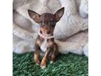 Chihuahua Puppy for sale in Santa Ana, CA, USA
