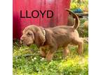 Lloyd-green