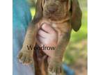 Bloodhound Puppy for sale in Florence, AL, USA