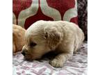 Golden Retriever Puppy for sale in Godwin, NC, USA