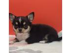 Chihuahua Puppy for sale in Tickfaw, LA, USA