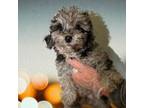 Mutt Puppy for sale in Dayville, CT, USA
