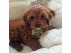 Cavapoo Puppy for sale in Worcester, MA, USA