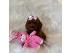 Poodle (Toy) Puppy for sale in Los Angeles, CA, USA