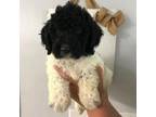 Goldendoodle Puppy for sale in Rochester, IL, USA