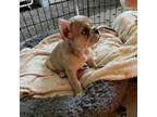 French Bulldog Puppy for sale in Camarillo, CA, USA