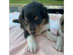 Bearded Collie Puppy for sale in Guntersville, AL, USA