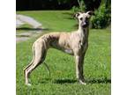 Whippet Puppy for sale in Gentry, AR, USA