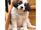 Cavalier King Charles Spaniel Puppy for sale in Mechanicsville, MD, USA
