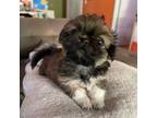 Pekingese Puppy for sale in Fresno, CA, USA