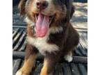 Australian Shepherd Puppy for sale in Panama City, FL, USA