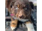 Australian Shepherd Puppy for sale in Panama City, FL, USA