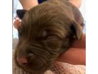 Labradoodle Puppy for sale in Washington, MO, USA