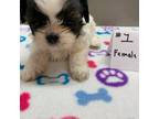 Shih Tzu Puppy for sale in Bells, TX, USA