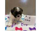 Shih Tzu Puppy for sale in Bells, TX, USA