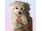 Bichon Frise Puppy for sale in Dayville, CT, USA