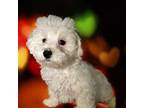 Bichon Frise Puppy for sale in Dayville, CT, USA