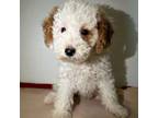 Mutt Puppy for sale in Dayville, CT, USA