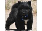 Akita Puppy for sale in Anza, CA, USA