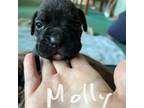 Boxer Puppy for sale in Milan, MO, USA
