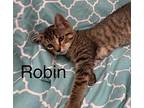 Robin Domestic Shorthair Young Female