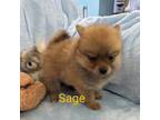 Pomeranian Puppy for sale in Arlington, WA, USA