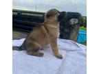 German Shepherd Dog Puppy for sale in Livingston, WI, USA