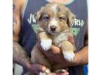 Australian Shepherd Puppy for sale in Molino, FL, USA