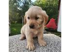 Golden Retriever Puppy for sale in Basom, NY, USA
