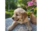 Golden Retriever Puppy for sale in Basom, NY, USA