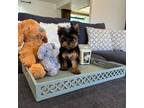 Yorkshire Terrier Puppy for sale in Hesperia, CA, USA