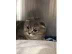 Ainsley, Scottish Fold For Adoption In Sedalia, Colorado