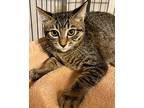 Faith, Domestic Shorthair For Adoption In Novato, California