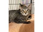 Farrah, Domestic Shorthair For Adoption In Novato, California