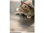 Mable, Domestic Shorthair For Adoption In Burlington, Kentucky