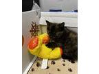 Penelope, Domestic Shorthair For Adoption In Cornwall, Ontario