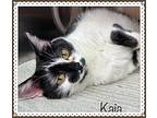 Kaia (also See Kora), Domestic Shorthair For Adoption In Holly Springs, Georgia