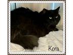 Kora (also See Kaia), Domestic Shorthair For Adoption In Holly Springs, Georgia