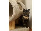 Speckles, Domestic Shorthair For Adoption In Whitewater, Wisconsin