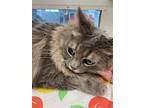 Stormy, Domestic Longhair For Adoption In Athens, Tennessee