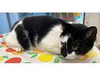 Tiny Tim, Domestic Shorthair For Adoption In Athens, Tennessee