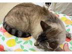 Yuki, Siamese For Adoption In Athens, Tennessee