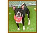 Prada, American Staffordshire Terrier For Adoption In Holly Springs, Georgia